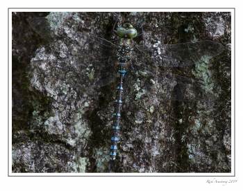 dragon fly 1 i.jpg